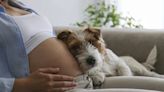 Can Dogs Sense Pregnancy in Humans?