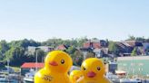 Look: Giant inflatable ducks make a mysterious return to Maine harbor