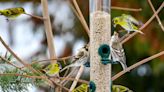 Get Birds to Flock to Feeders in Your Yard with These Expert Tips