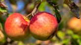 What Are Baldwin Apples And What Do They Taste Like?