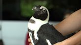 Kids of all ages enjoy exotic animals at Dallas Zoo's visit to River Bend Nature Center