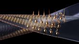 The Gentle Prick: Sea Slug-Inspired Stretchable Microneedles Revolutionize Biomedical Sensors