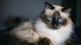 32 interesting facts about birman cats