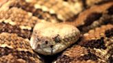 5 venomous snakes in NC, Asheville: What to know about rattlesnakes, copperheads, more