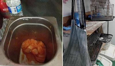 Grim takeaway of grease, mould and warm raw chicken – inspector' 'gobsmacked'