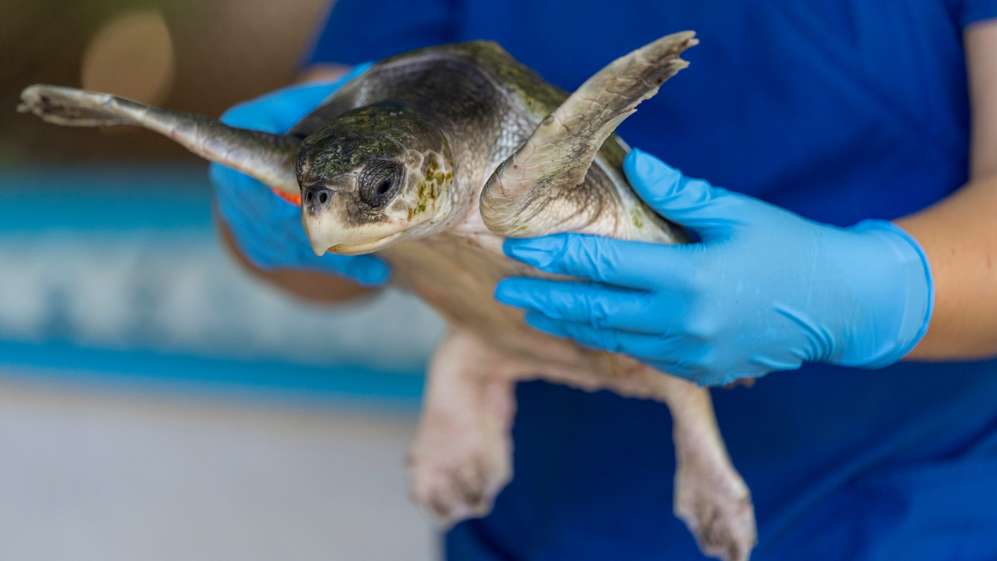 Gumbo Limbo in Boca Raton gets its permit back to treat and release sea turtles