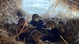 Waterfowl flock to adorable new Utah Lake ‘henhouses’