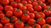 Tomato prices to cool down in 7-10 days: Consumer affairs minister Pralhad Joshi