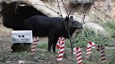 La Navidad llega al zoológico de Cali con un banquete para los animales