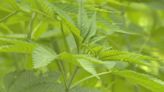 Georgia governor signs legislation to regulate hemp industry