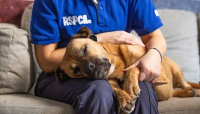 RSPCA bracing itself for 'summer of cruelty' amid rise in animal beatings