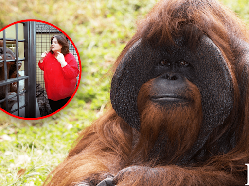 El primer orangután que 'hablaba' con los humanos: sabía lengua de señas, limpiaba su habitación y más