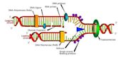 Primer (molecular biology)