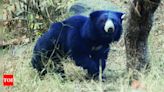 Sloth Bear Reintroduction Program Falters in Sariska Tiger Reserve | Jaipur News - Times of India
