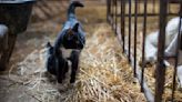 Cats died after drinking raw milk from bird flu-infected cows