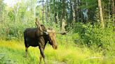 Limited viewings? Patience is key when trying to witness a Michigan moose - Outdoor News