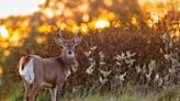 'Zombie deer disease' has now spread to 33 states in the US