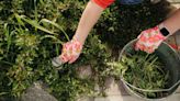 Kill weeds with essential late spring gardening task using cheap item