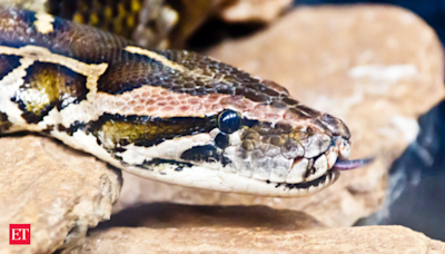 Woman went out to get medicines for her son found dead inside 30-foot python - The Economic Times