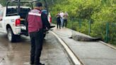 Video | Someten a cocodrilo que paseaba en avenida de Tampico