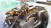 Fun facts about lobsters: A deep dive into the tasty Cape Cod crustacean