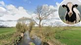 Farmer, vet and firefighters work together to rescue cow stuck in River Dane