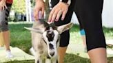 Blessing Nurses Alumni Association hosting goat yoga