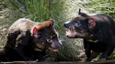 Australia's Juukan Gorge yields up rare Tasmanian Devil tooth