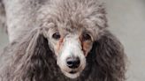 Two Senior Poodles Surrendered to Florida Rescue Are Breaking Hearts