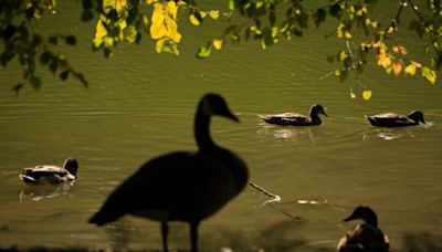 Someone really has been killing geese in Springfield, Ohio – but it wasn’t Haitian immigrants