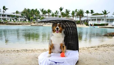 Todos, el perro incluido, a celebrar el 40 aniversario de Hawks Cay Resort & Marina