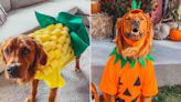 Golden Retriever Models Owner's Creative DIY Halloween Costumes — Watch!