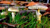 Scientists discover possible antidote for death caps, the world's deadliest mushroom