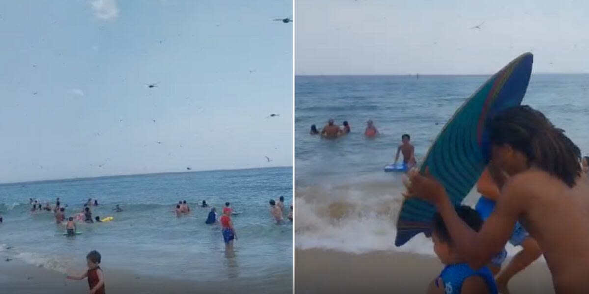 Beachgoers scream, run for cover as thousands of dragonflies swarm them