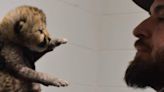 Watch: Cheetah Cub Finds New Home At Cincinnati Zoo, Internet Is Happy - News18