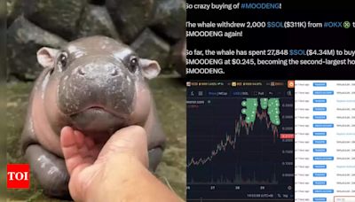 Moo Deng sensation: Man makes Rs 100 crore in just 17 days with pygmy hippo meme coin | - Times of India