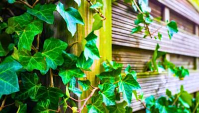 Remove English ivy from gardens permanently without using harsh chemicals