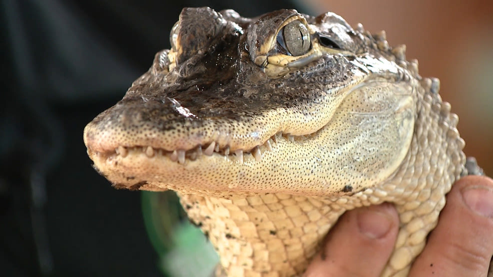 Nonprofit owner hopes for wild animal law changes after McDowell County alligator's death