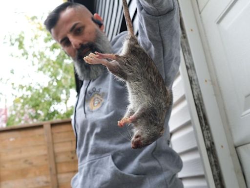 Solutions for the Toronto’s rat problem: a ‘rat czar’ and bounty for their tails