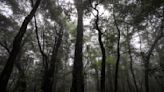 Fe y veneración por la tierra lideran esfuerzo para conservar bosques sagrados de noreste de India