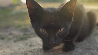 'It’s a very big crisis': Mesa plans to combat feral cat overpopulation with new control measures