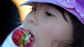 Strawberry star of the show at two-day festival in Ventura