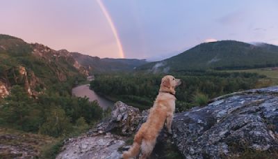 Golden Retriever's Pure Joy While Playing in Stream Is a Breath of Fresh Air