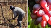 Retiran 110 hectáreas de uvas plantadas de manera ilegal: infracción es la más grande de la industria peruana