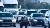 Watch: Bear blocks traffic on California highway