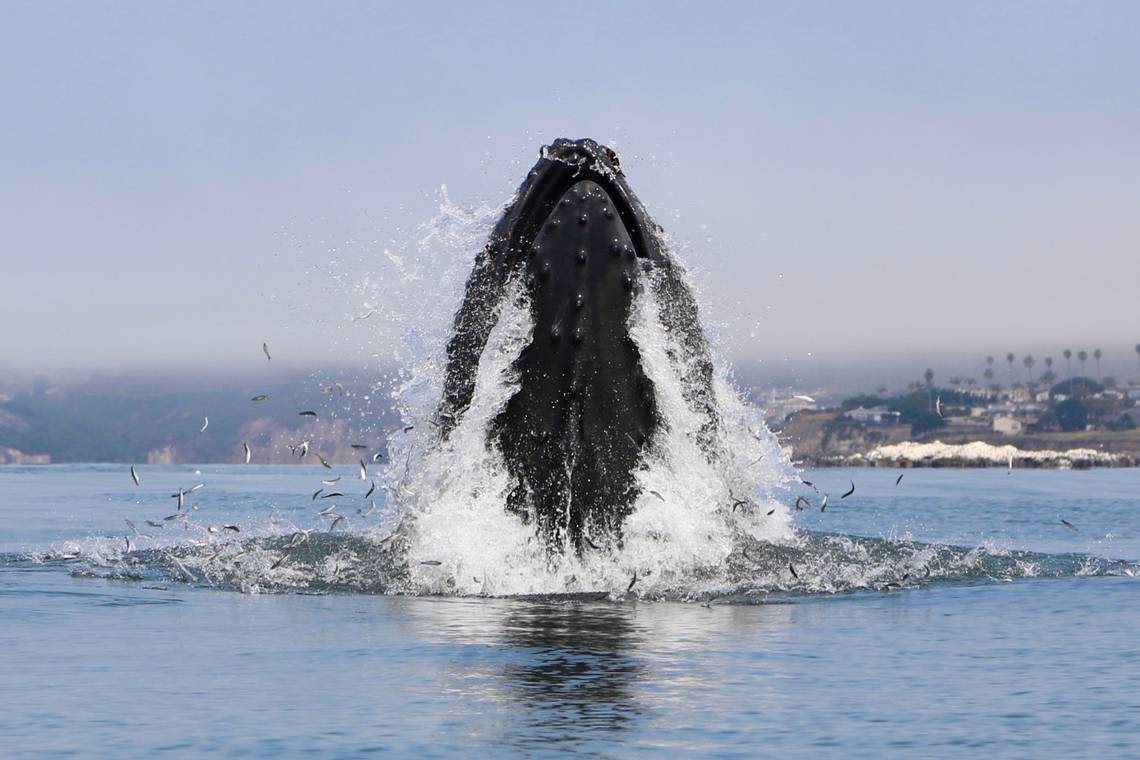 Humpback whales put on a show off Pismo Beach. See the photos