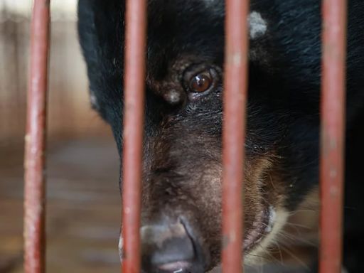 Chinh, el oso que encontró la libertad tras soportar décadas de sufrimiento en una granja de bilis de Vietnam