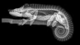 Spooky skeletons! Animal X-rays show what creepy critters look like on the inside