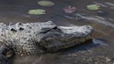 Can you spot the differences between an alligator and a crocodile? Here's how to tell.