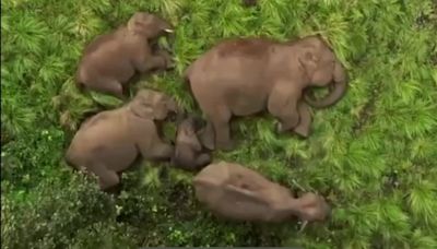 Fofura peso-pesado: Manada de elefantes é gravada por drone enquanto dorme na Índia; veja vídeo